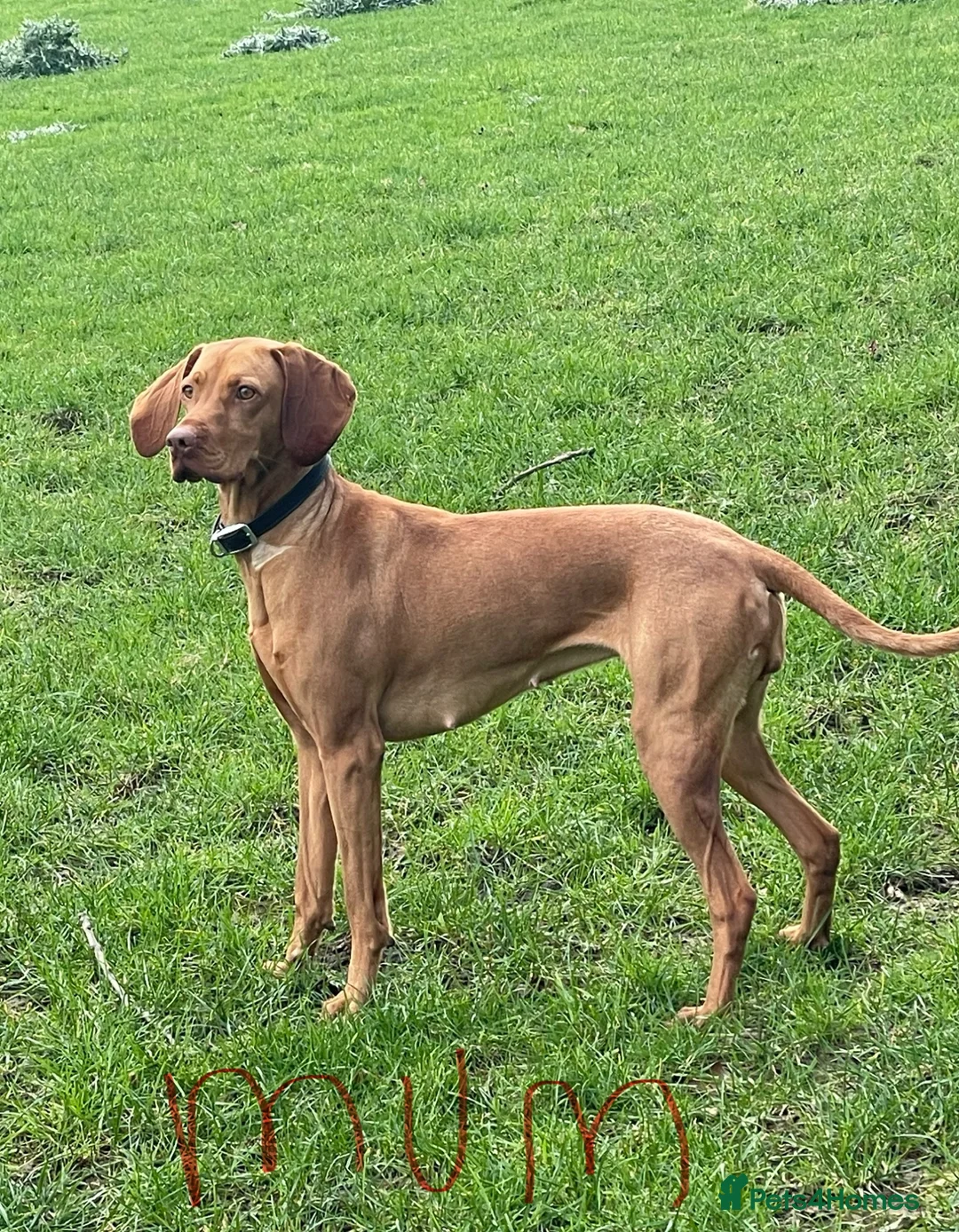 Hungarian Vizsla dogs for sale: Hungarian Vizsla Puppies for Sale - Advert 2