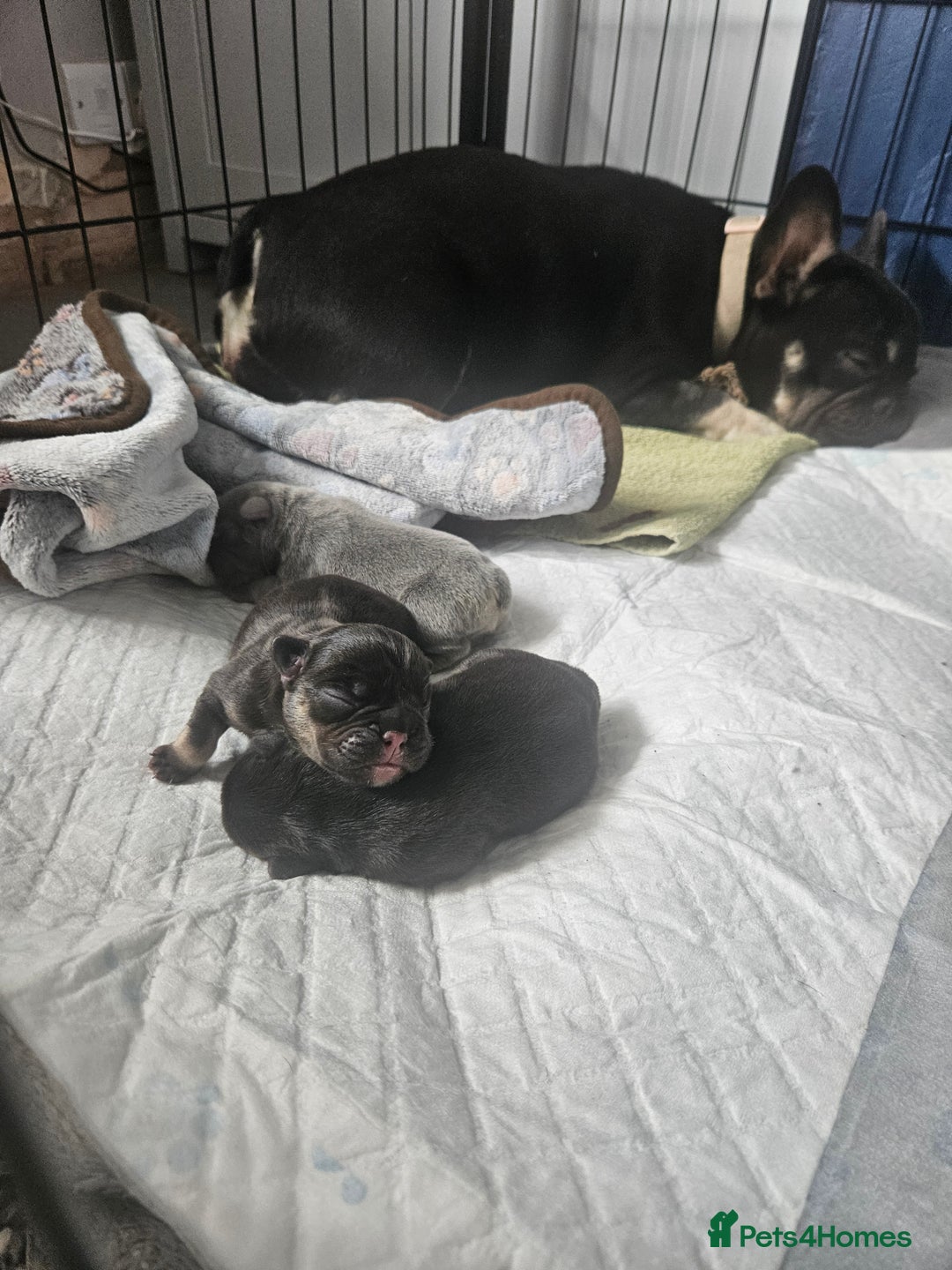 French Bulldog dogs for sale: Last female french bulldog puppy  - Image 8