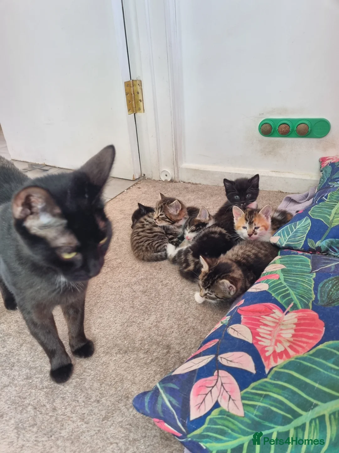 Mixed Breed cats for sale: Playful beautiful 😍 kittens, ready to go £50.  - Advert 6