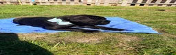 Cane Corso dogs for sale: Cane Corso puppy’s  - Advert 33
