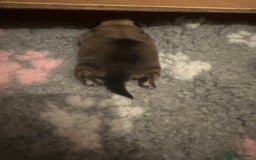 Pomeranian dogs for sale: Pomeranian puppy’s for sale - Advert 5