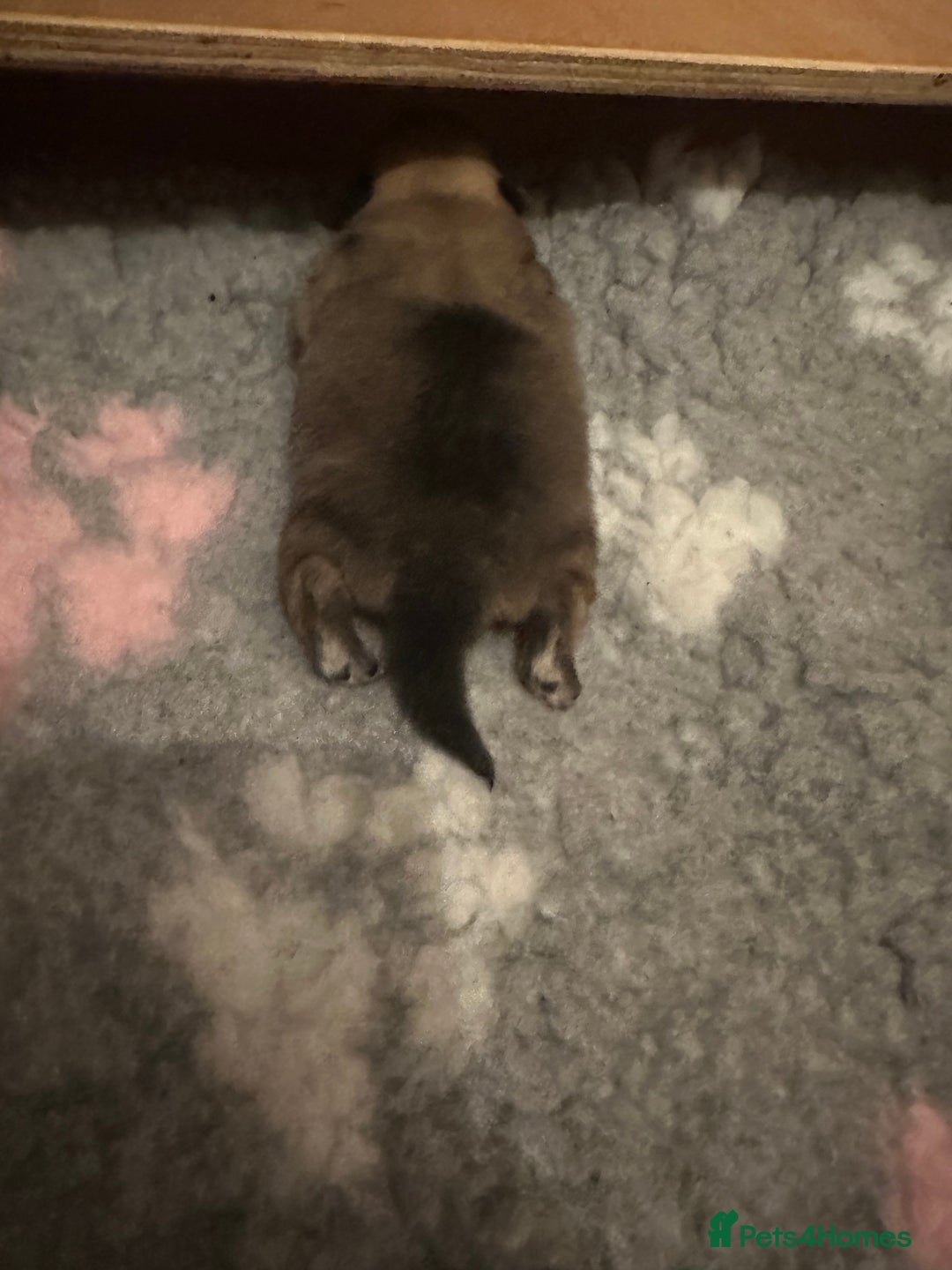 Pomeranian dogs for sale: Pomeranian puppy’s for sale - Advert 5