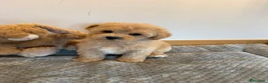 Poochon 2