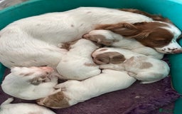 Cocker Spaniel dogs for sale: Working Cocker Spaniels - Image 1