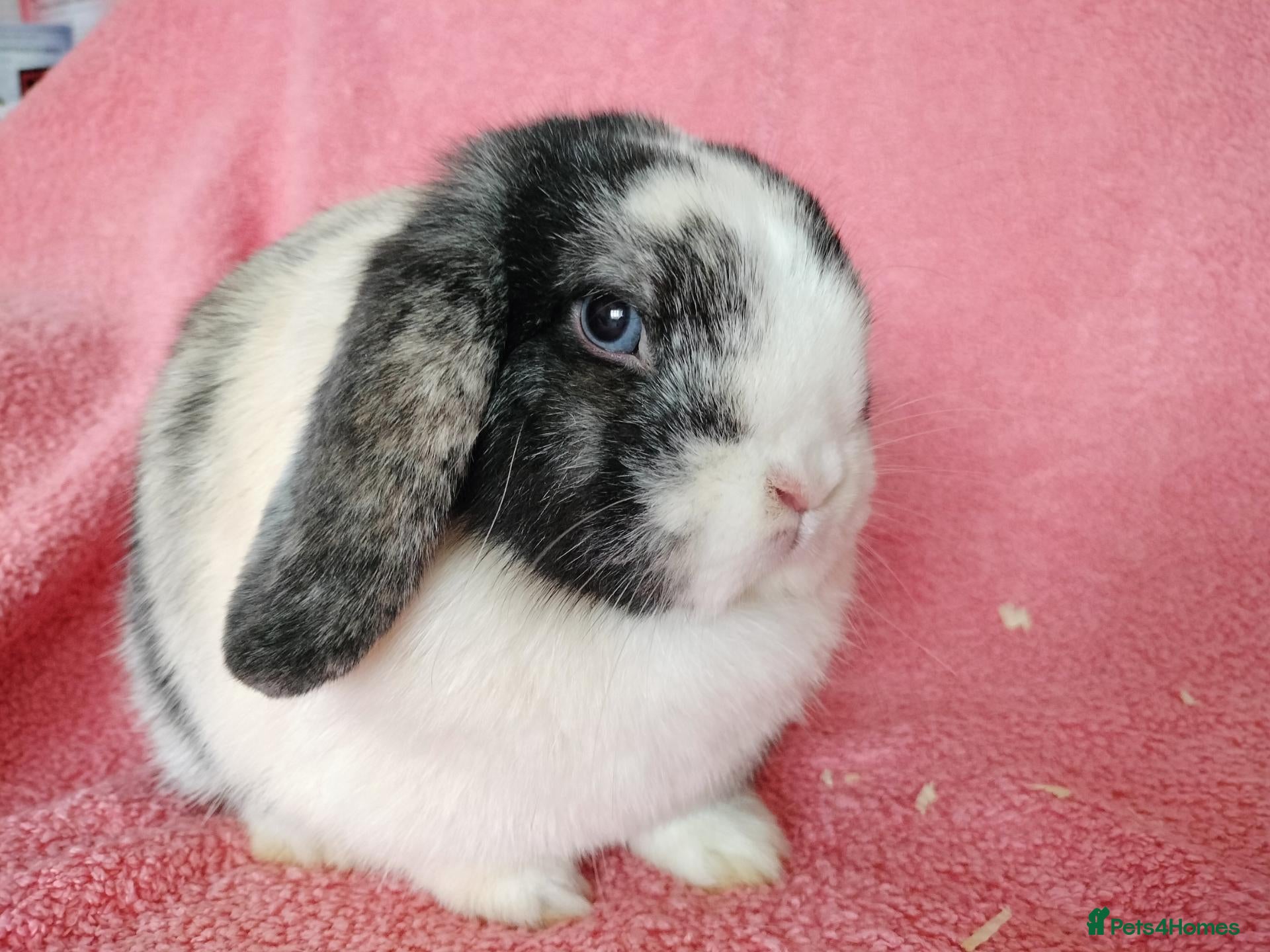 Mini Lop rabbits for sale: Mini lops for sale  - Advert 20
