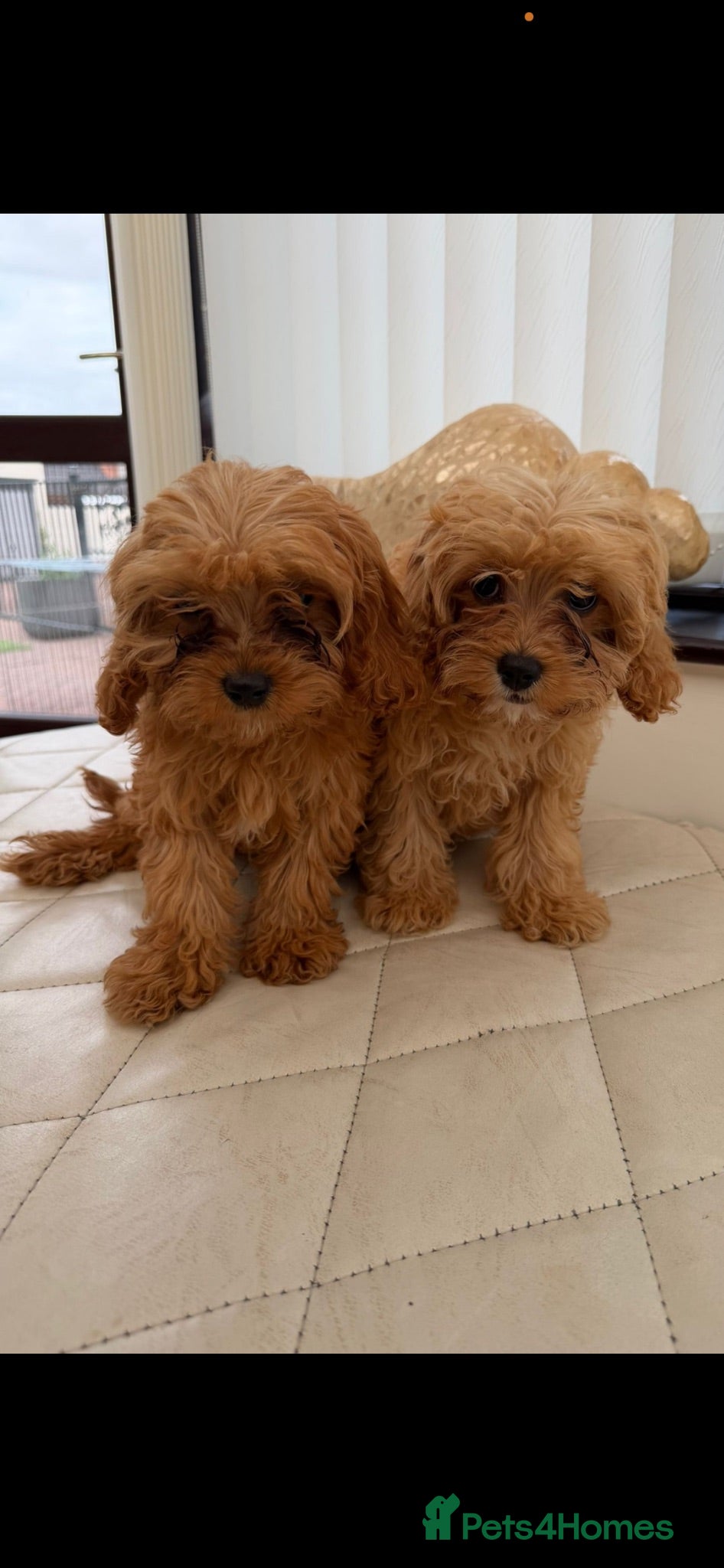 Cavapoo dogs Two boys remaining fully vaccinated ! - Advert 2