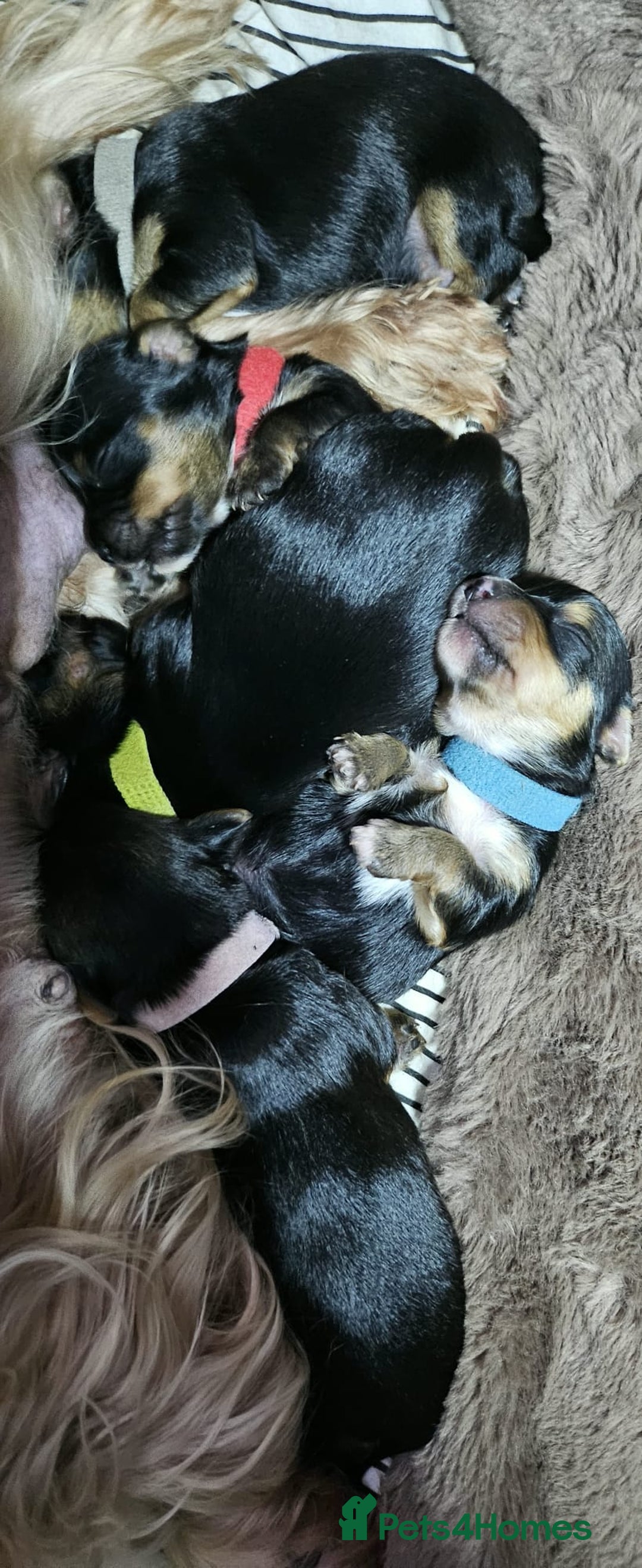 Yorkshire Terrier dogs for sale: Tiny miniature Yorkshire terriers - Advert 18