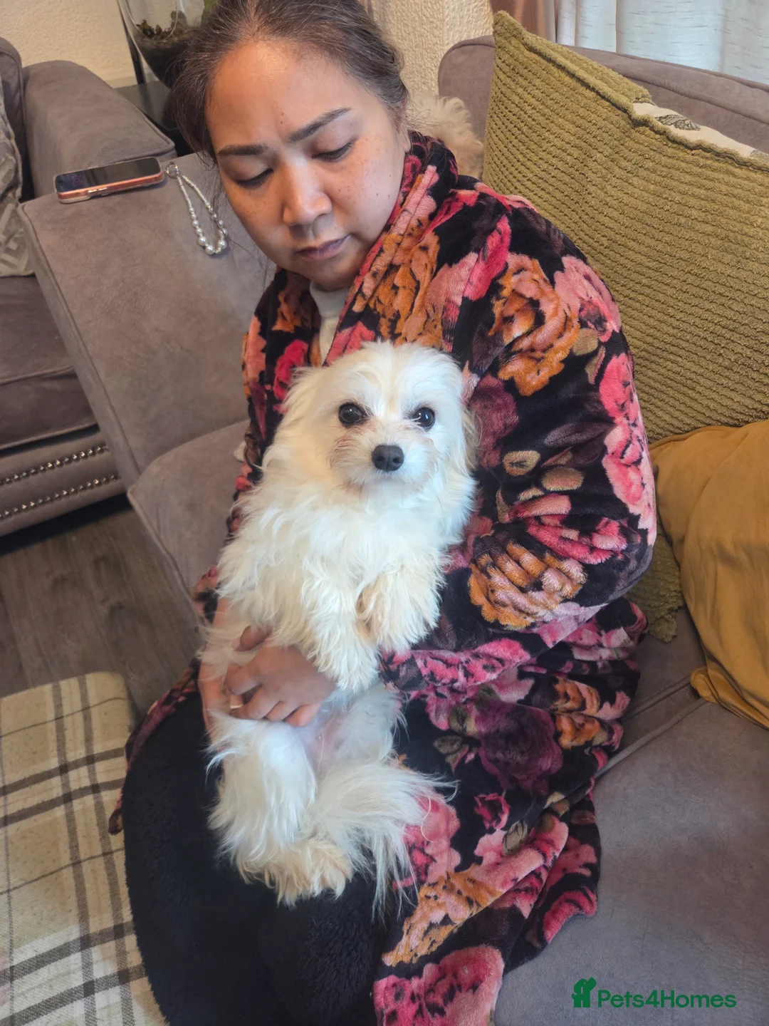 Mixed Breed dogs for sale: Hugo a brilliant and amazing dog in Bristol - Advert 4