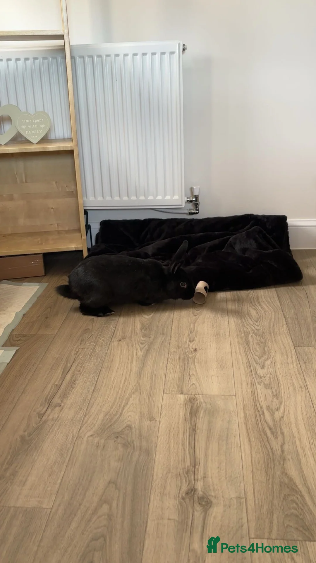Rex rabbits for sale: Rabbit for rehoming  - Advert 6