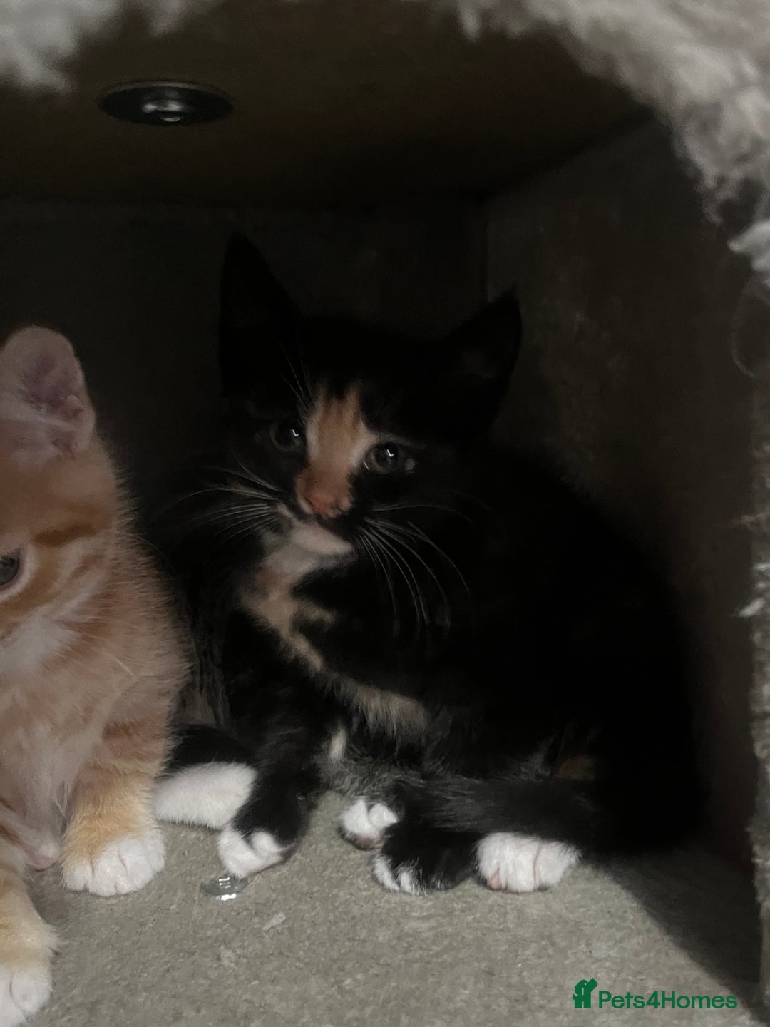 Mixed Breed cats for sale: Kittens for sale  - Image 5