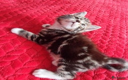 Mixed Breed cats for sale: kittens - Image 10