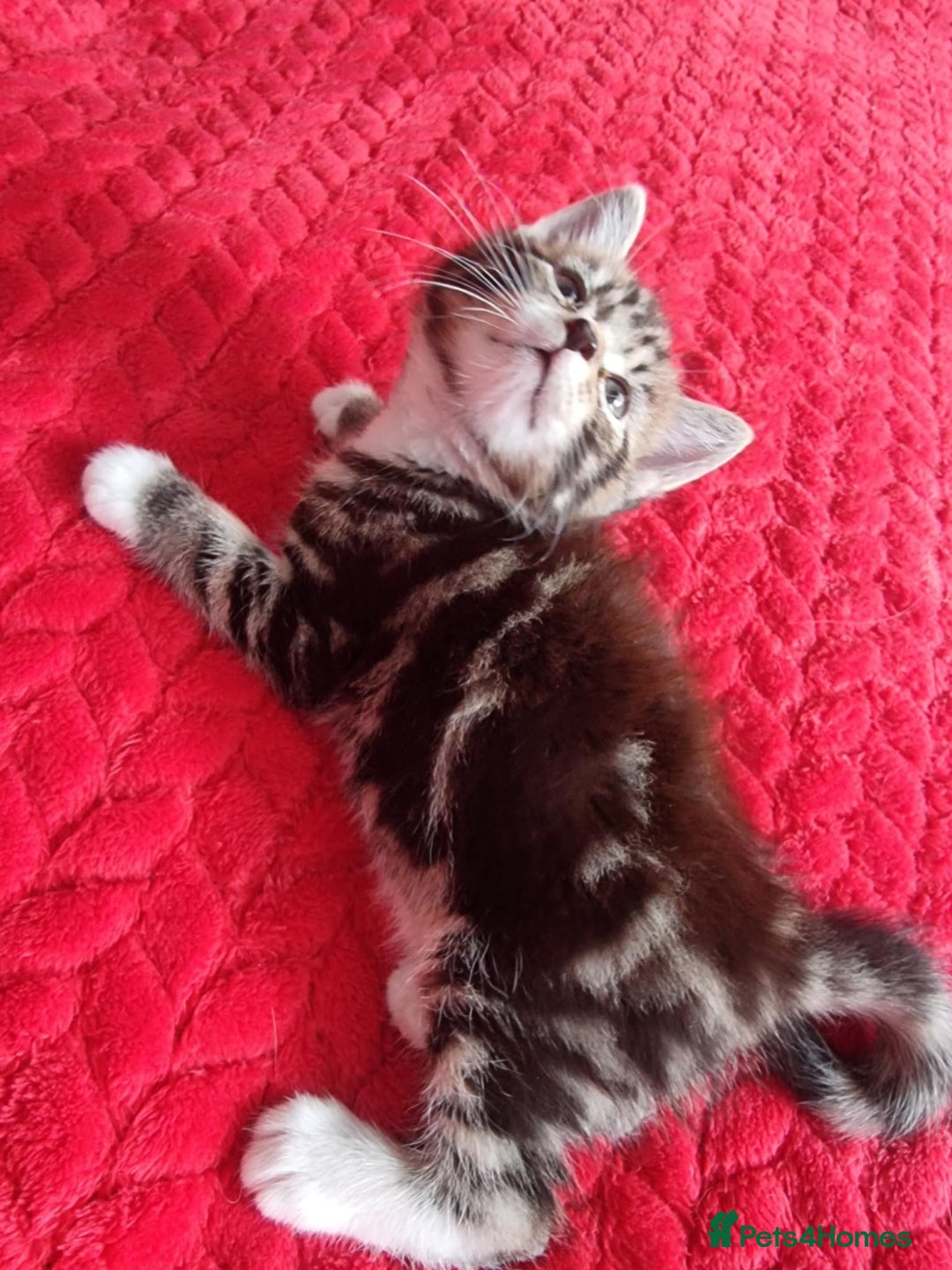 Mixed Breed cats for sale: kittens - Image 10
