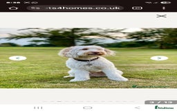 Double Doodle dogs for sale: Beautiful Double Doodles puppies  - Image 20