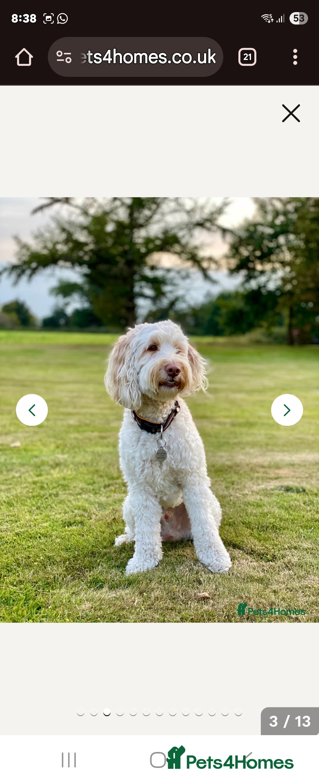 Double Doodle dogs for sale: Beautiful Double Doodles puppies  - Image 20