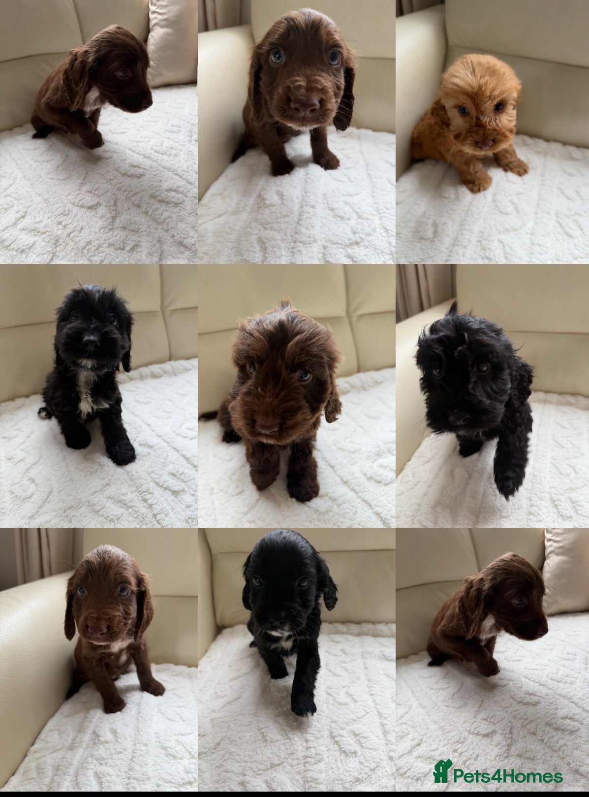 Cockapoo dogs Cockapoo FB1  - Advert 1