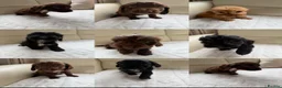 Cockapoo dogs for sale: Cockapoo FB1  - Advert 1
