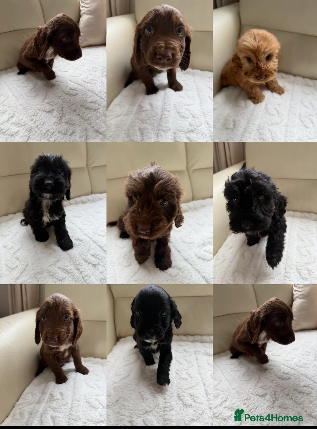 Cockapoo dogs for sale: Cockapoo FB1  - Advert 1