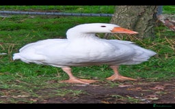Geese poultry for sale: Sebastopol ganders - Image 4