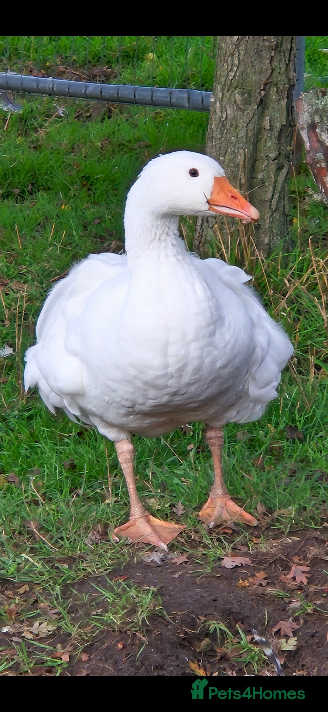Geese poultry for sale: Sebastopol ganders - Image 4