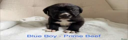 Mixed Breed dogs for sale: EXCLUSIVE LITTER: F1 Old English Bordeaux Puppies! - Advert 13