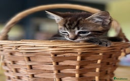 Mixed Breed cats for sale: Male mixed breed kittens - Image 2