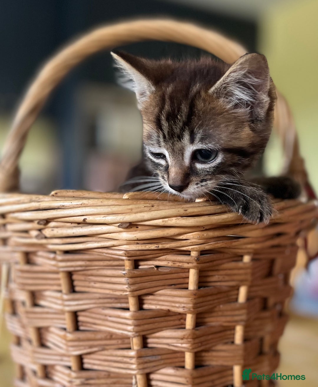 Mixed Breed cats for sale: Male mixed breed kittens - Image 2