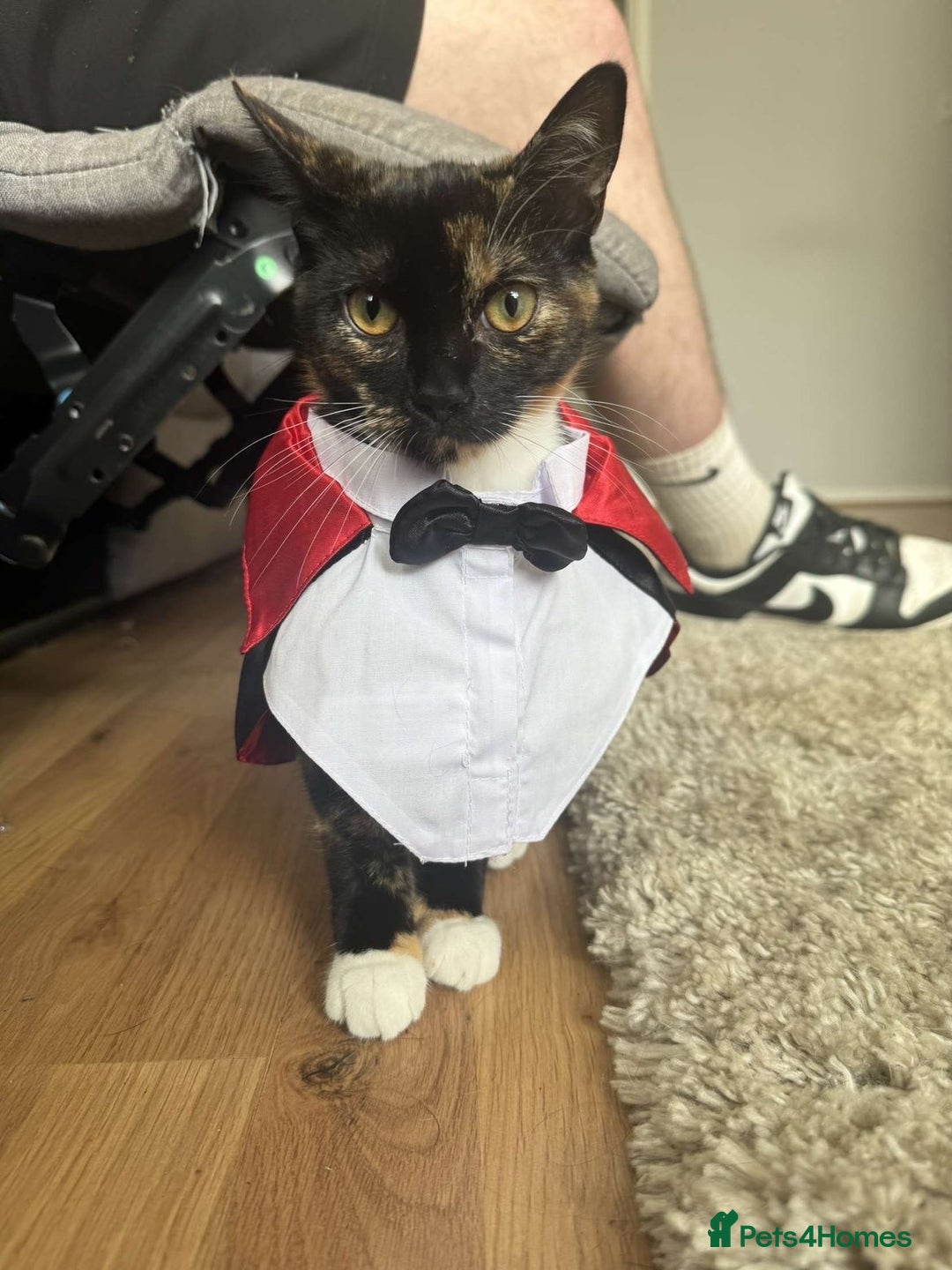 Domestic Shorthair cats for sale: Female cat for sale  - Advert 8