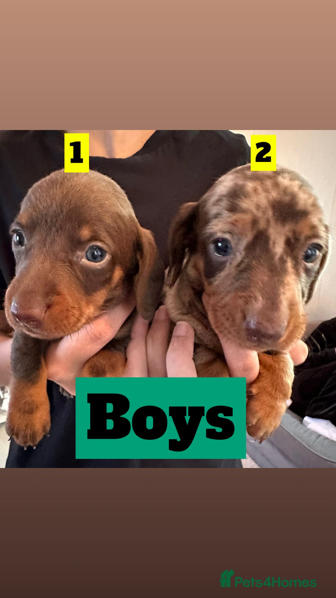 Dachshund dogs for sale: Beautiful Dachshund Puppies  - Image 5
