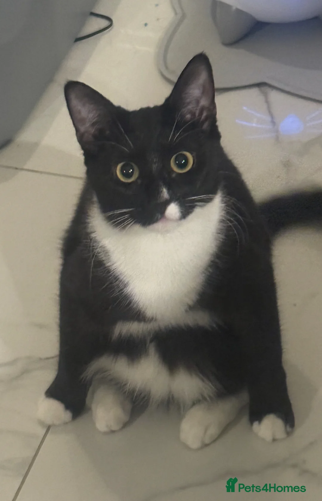 British Shorthair cats for sale: Dotty needs a forever home - Advert 2