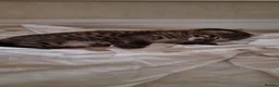 Savannah cats for sale: Huge F2 Savannah Male Kitten! - Advert 7