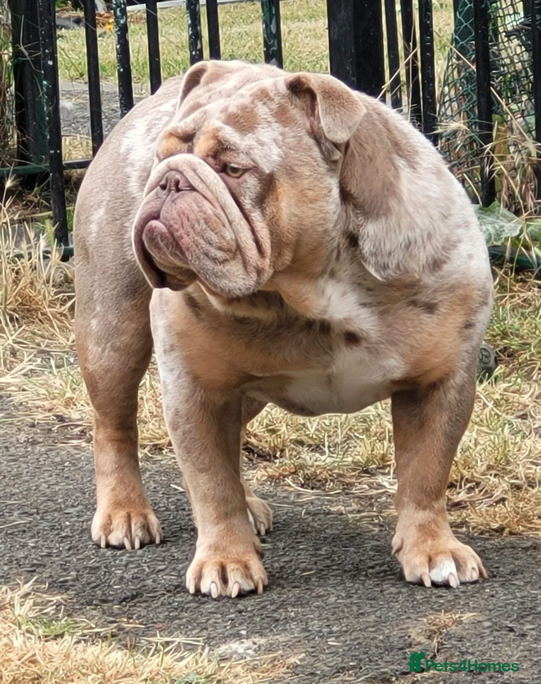 English Bulldog dogs for sale: KC Male English Bulldogs  - Advert 9