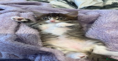 Domestic Shorthair cats - Advert 8