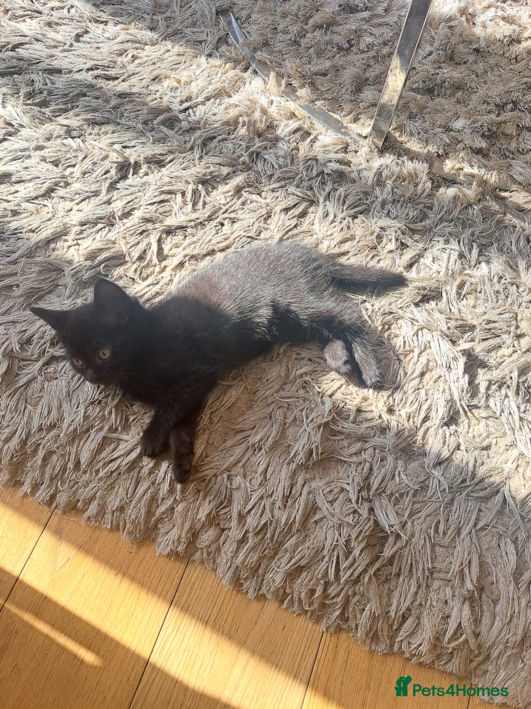 Mixed Breed cats for sale: Three playful kittens in search of forever home. - Image 4