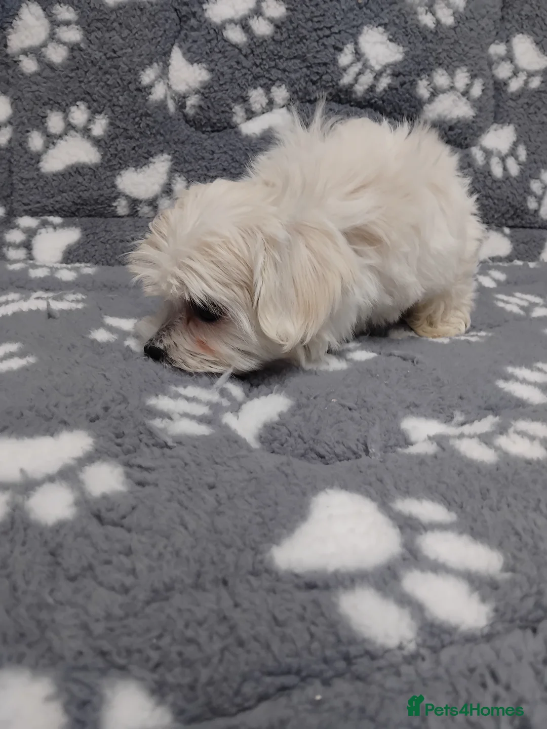 Maltese dogs for sale: Maltese female puppy - Advert 11