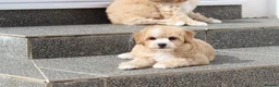 Cavapoochon dogs for sale: Beautiful Cavapoochon puppies for sale - Advert 11