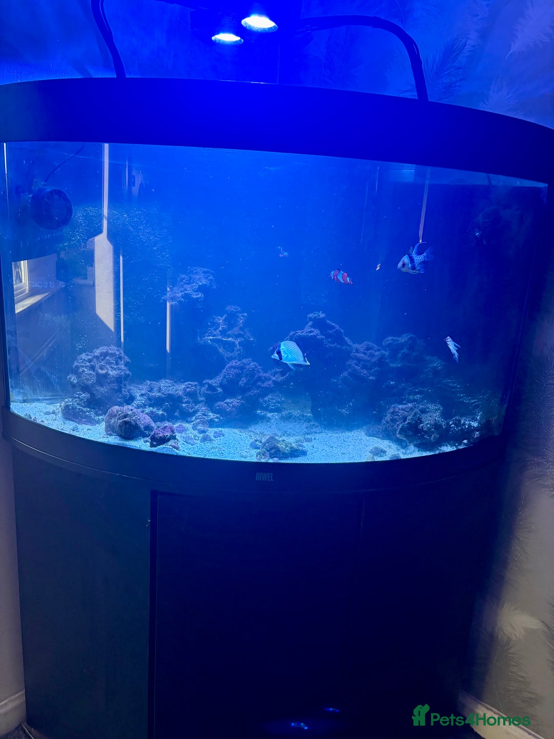 Butterfly Fish fish for sale: Marine fish for sale  - Image 6