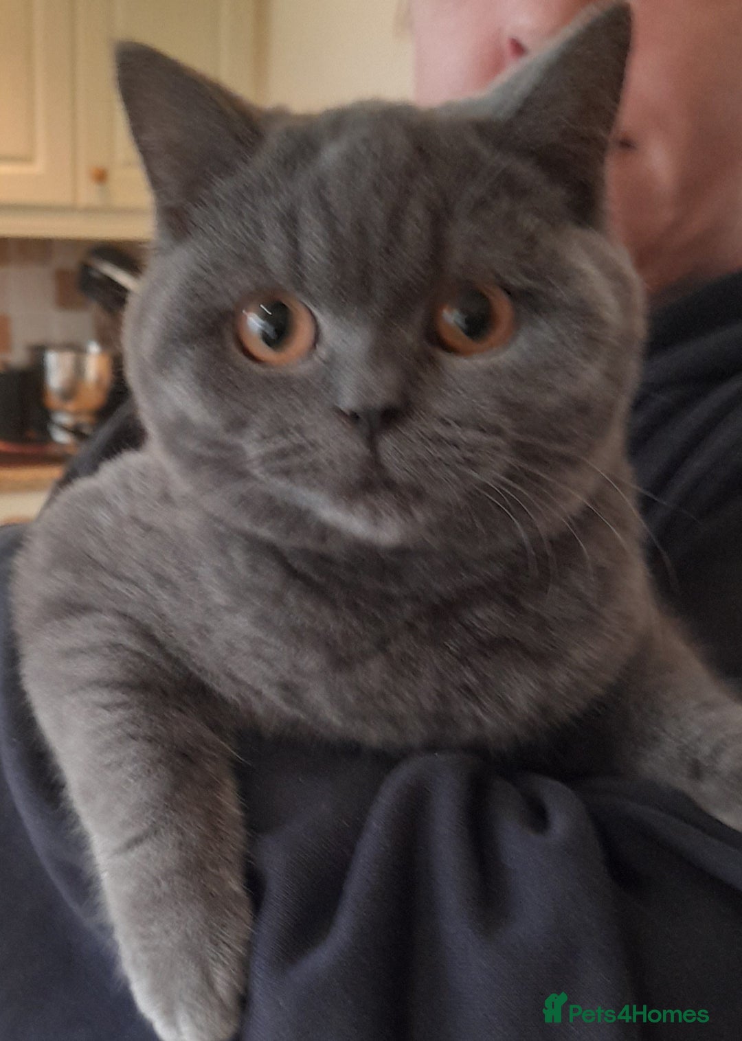 British Shorthair cats for sale: BEAUTIFUL PEDIGREE BRITISH SHORT-HAIRED KITTENS  - Advert 4