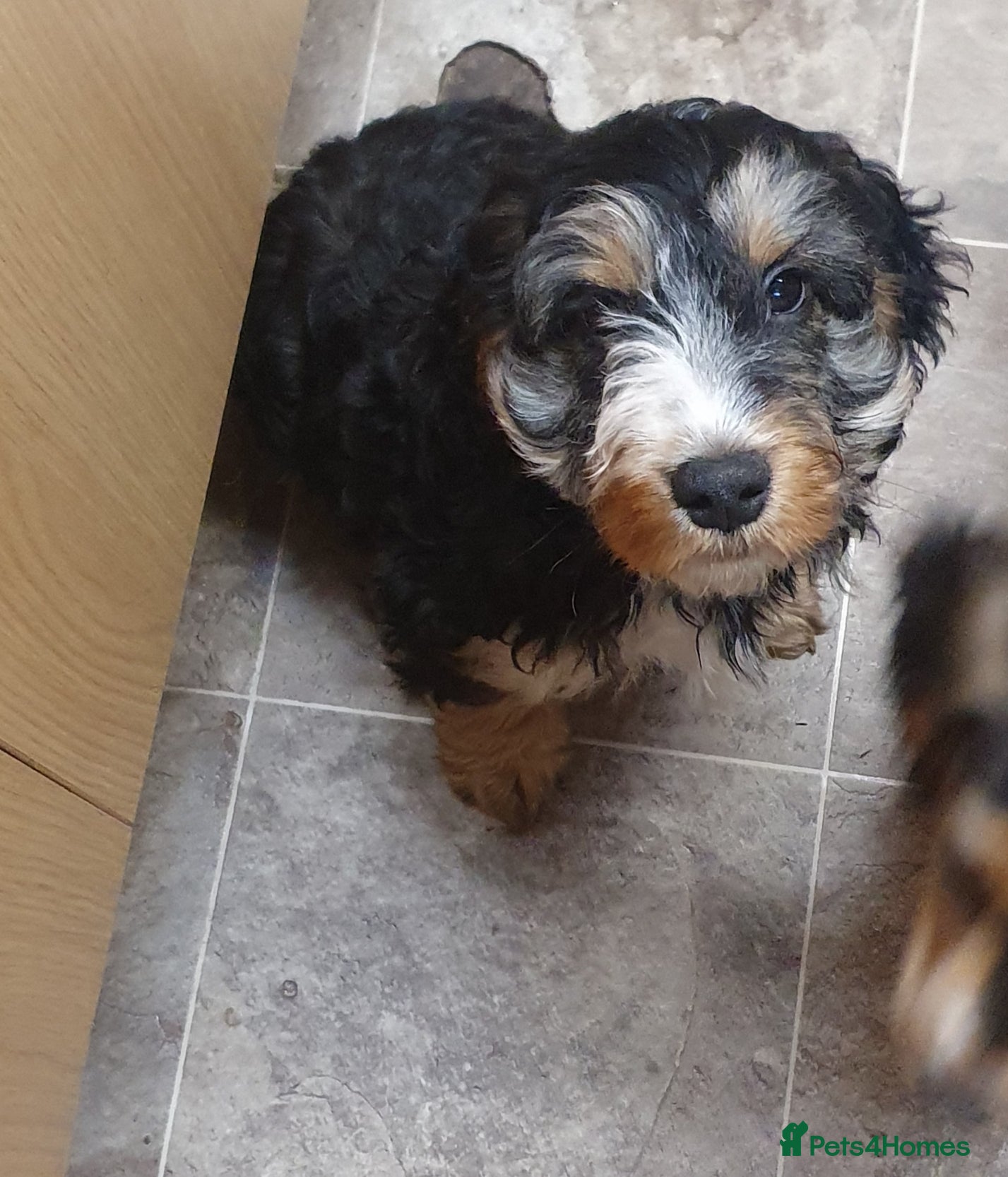 Cockapoo dogs Stunning cockapoo pups - Advert 14