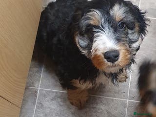 Cockapoo dogs Stunning cockapoo pups - Advert 14