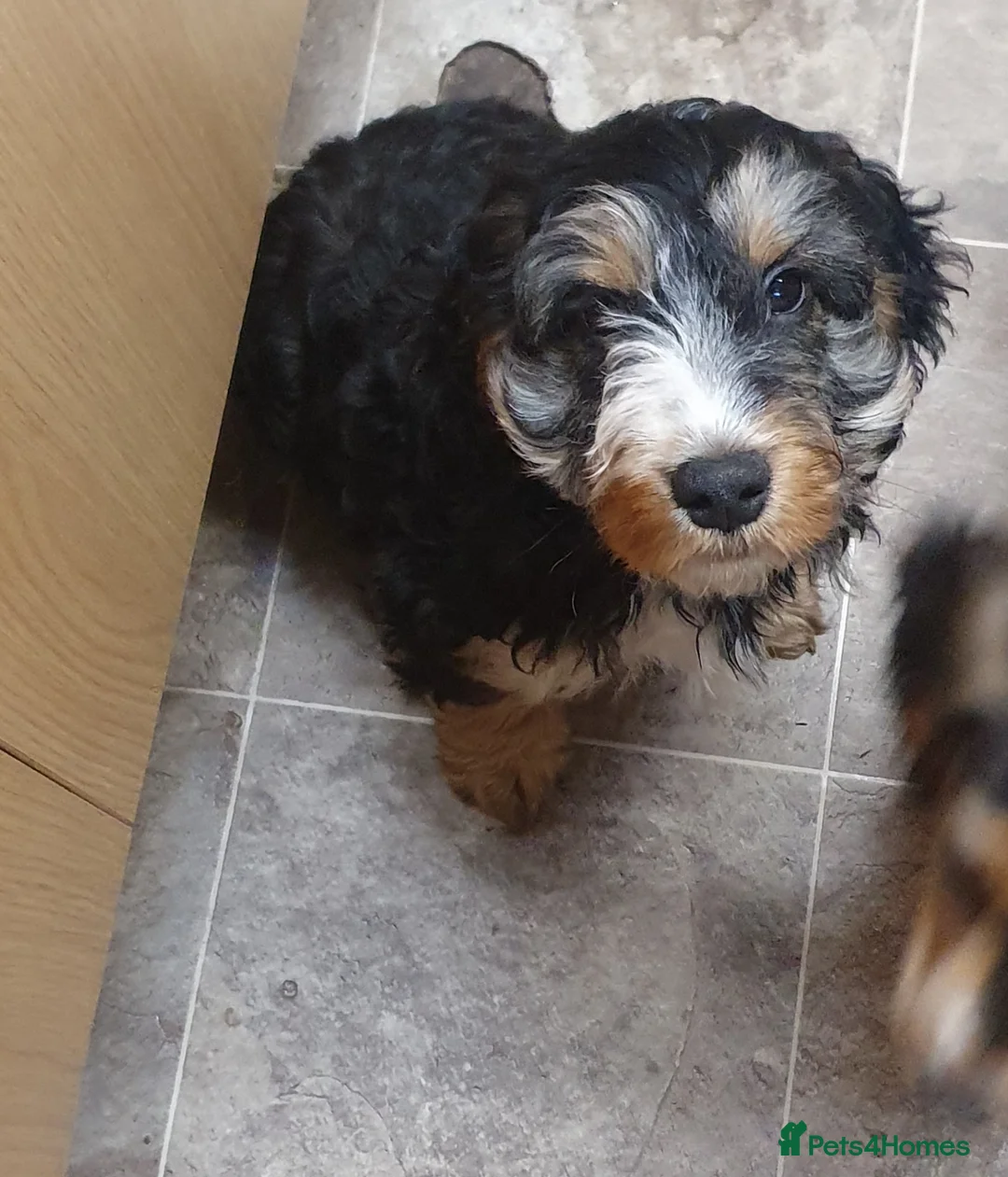 Cockapoo dogs for sale: Stunning cockapoo pups - Advert 1