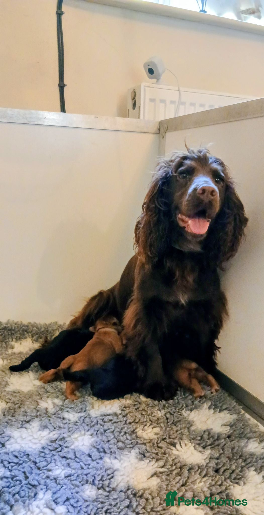 Cocker Spaniel dogs Kc Reg health tested working cocker spaniels  - Advert 1