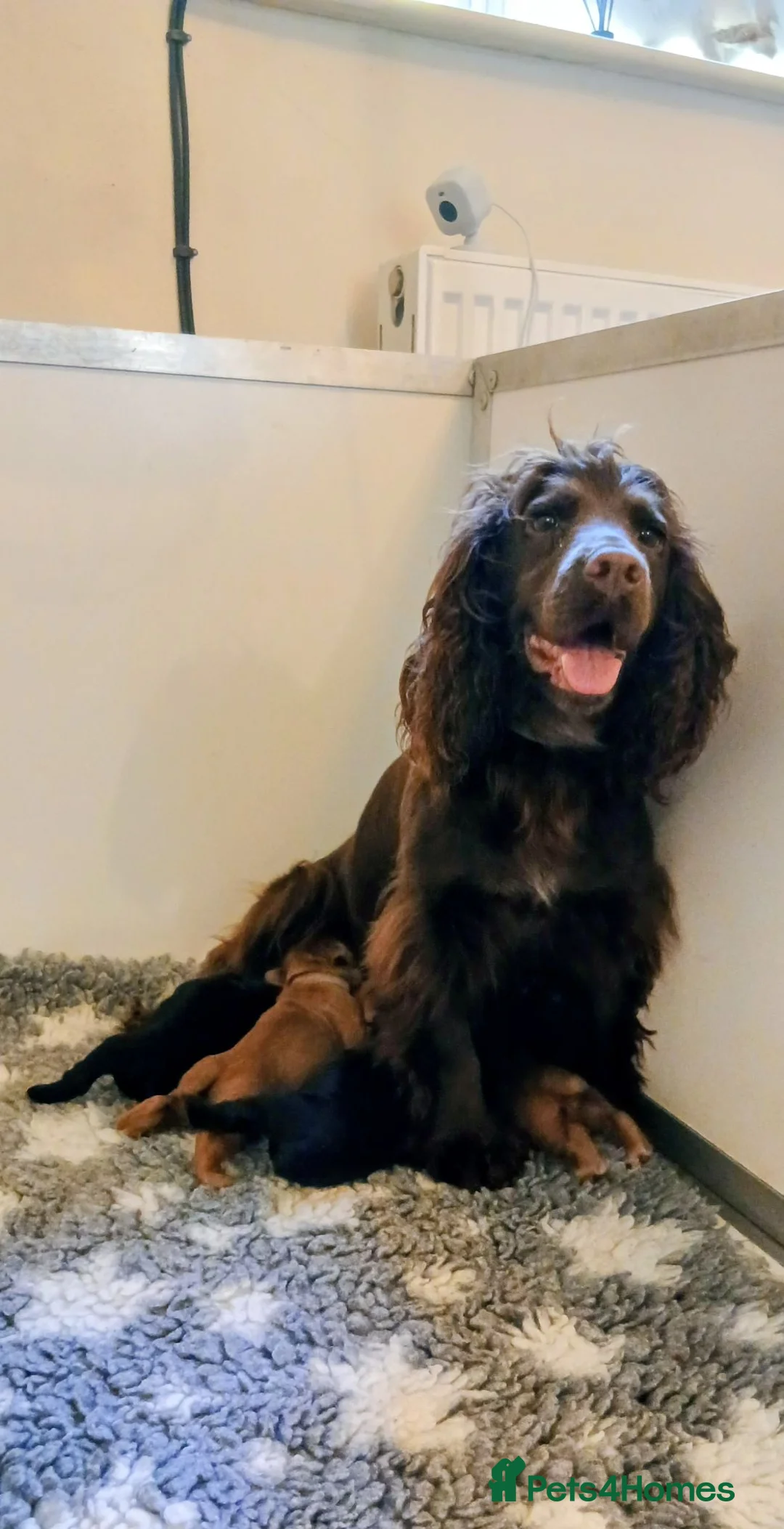 Cocker Spaniel dogs for sale: Kc Reg health tested working cocker spaniels  - Advert 1