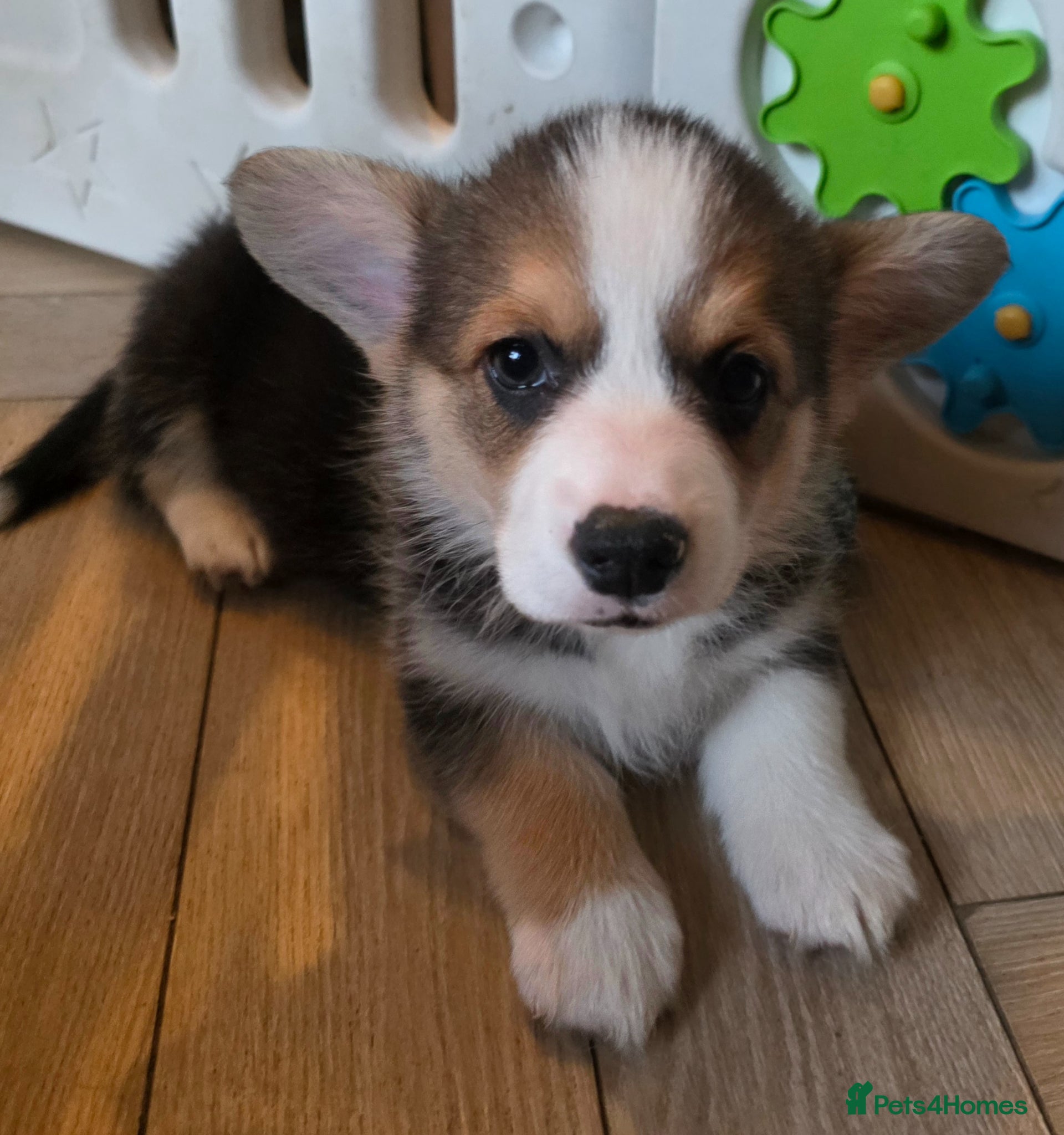 Welsh Corgi Pembroke dogs Stunning purebred Pembrokeshire corgi pups - Advert 3
