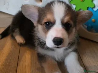 Welsh Corgi Pembroke dogs Stunning purebred Pembrokeshire corgi pups - Advert 3