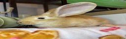 Continental Giant rabbits for sale: Stunning continental giant baby bunny rabbits - Advert 31