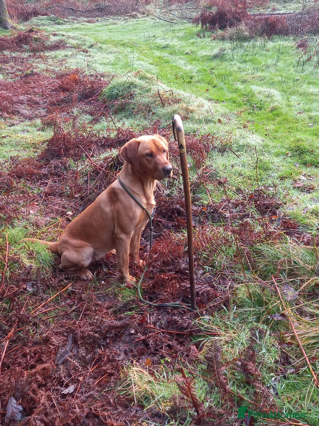 Labrador Retriever dogs for sale: KC Registered Fox Red Labrador Puppies in Brampton - Advert 7