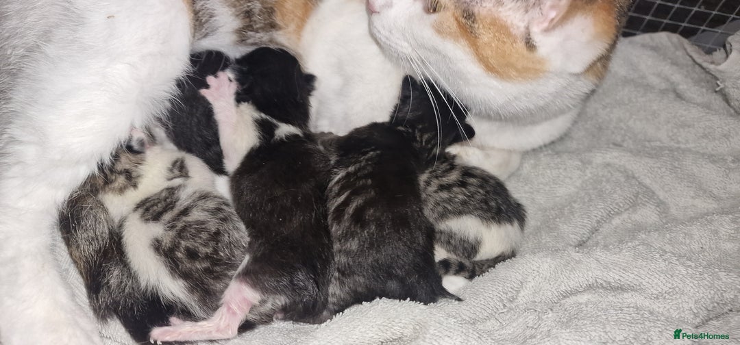 Maine Coon cats for sale: Mainecoon cross kittens - Image 7