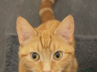 Mixed Breed cats Ginger female cat - Advert 5