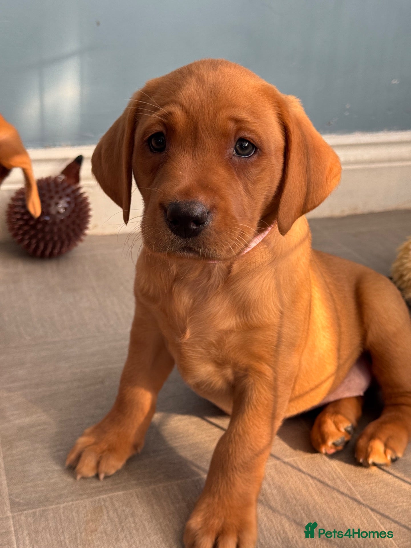 Labrador Retriever dogs KC Labradors Girls - parents health tested  - Advert 2