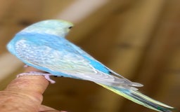 Budgerigars birds for sale: Rainbow budgie hand reared  - Image 7